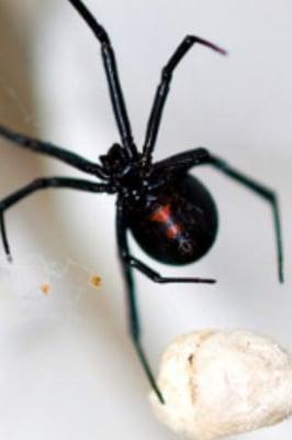 Area Pest*Black Widow Spider