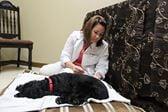 Dr Fulton preforming an acupuncture treatment at San Juan Animal Hospital