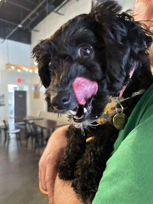 Pup cup was definitely pup approved!