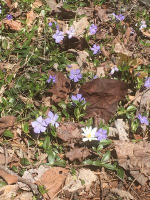 Periwinkle and bloodroot.