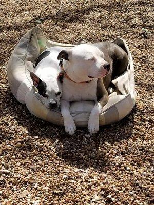 Play Date Friends enjoying the sunshine