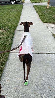 Anubis walking 3 days after her amputation