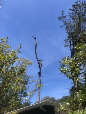 Tall cypress tree.