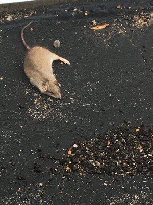 Dead rat