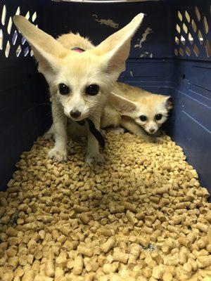 Fennec Fox