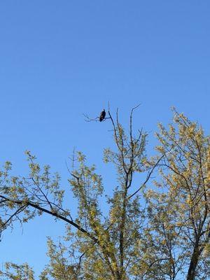 Bald eagle