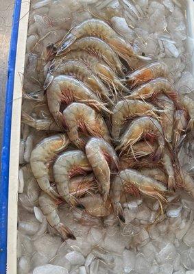 Fresh jumbo shrimp