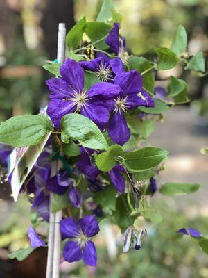 Clematis are absolutely spectacular