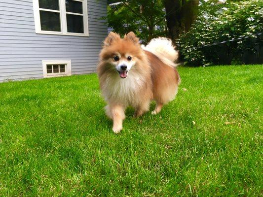 Pomeranian haircut