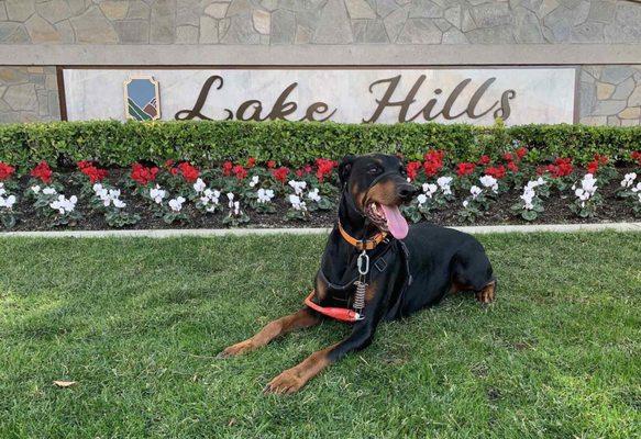 This doggie loves Dr.David Lee and Cindy from "Center-La Sierra Pet Clinic"