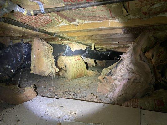 Crawlspace rat infestation and contaminated insulation