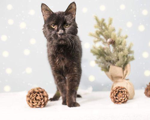 Holiday photos of cats at the shelter