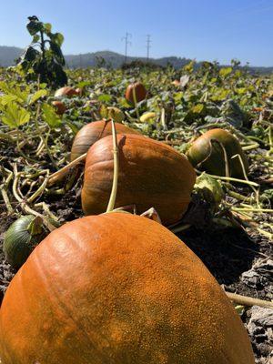 Pumpkins in the fields.