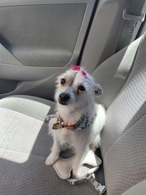 Little Belle after her first grooming at Wags My Tail.