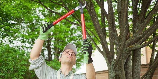 Maintenance Pruning