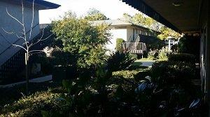 Lush Green Foliage at Monterey Pines Apts.