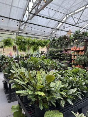 Lovely plant selection