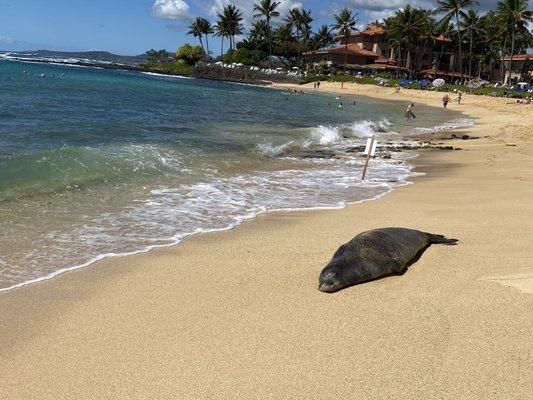 Sleeping monk seal.