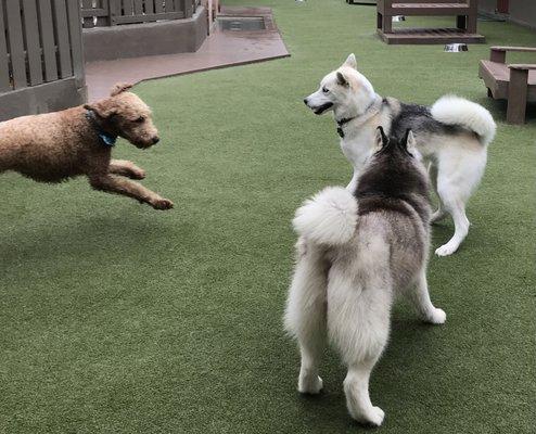 Roo playing with his doggie friends at Dog Ranch.