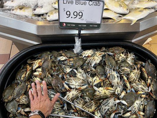 Fresh LIVE blue crab