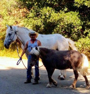 Draft horse and mini.