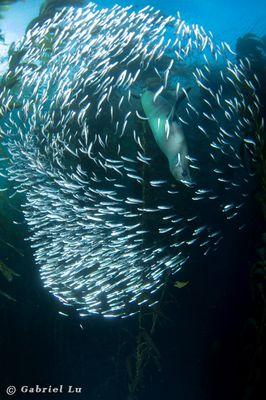 Dinner time for California Sea Lion at Santa Barbara Island