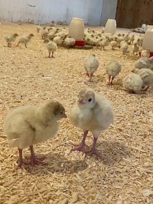 Turkey poults