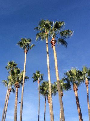 Landscaped with lots of nice tall palm trees. Nice touch.