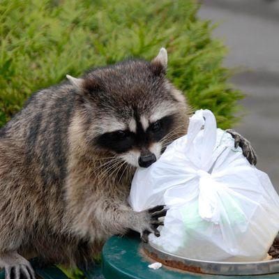 Raccoons like to get into everything! To protect your trash and keep raccoons from your home, always make sure to close your bins tightly.