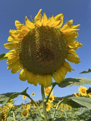 Huge Sunflower