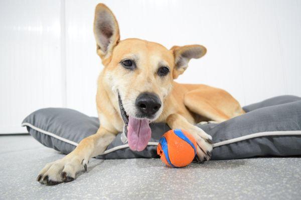 Ava enjoying a ball and photo shoot with the bark! bark! staff.