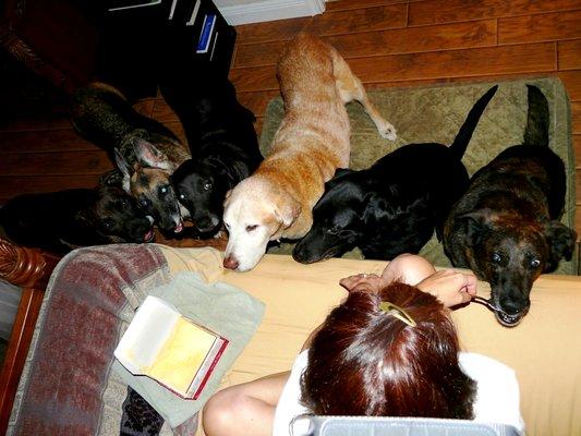 From left to right: Sydney; Gracie; Noble; Journey; Tonka; and Shady Girl.