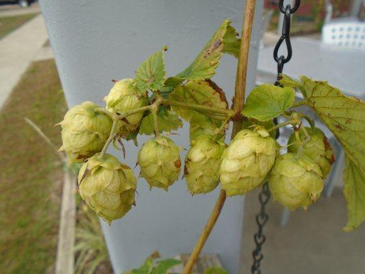 More hops...