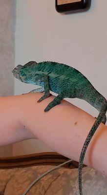 My panther chameleon Voorhees