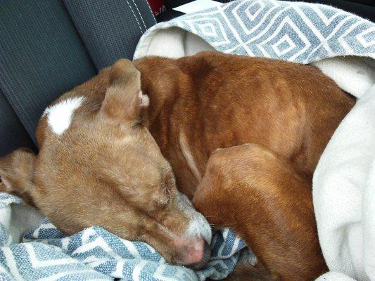 "Ginger" curled up in my car the day I found her on the street. So sad :(