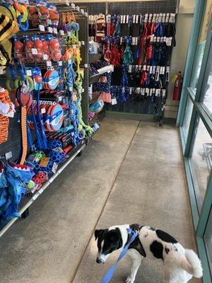 In petco but he's only interested in saying Hello to other dogs.