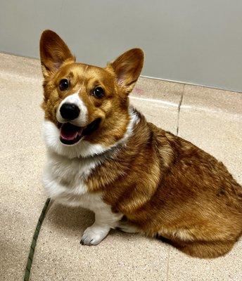 Happy corgi boy