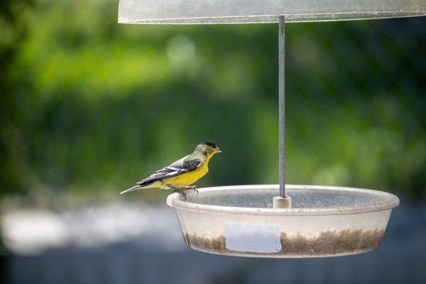 gold finch on treat feeder