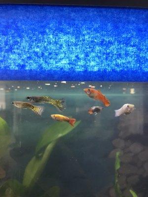 Guppy gang; all are happy, healthy, and get along swimmingly