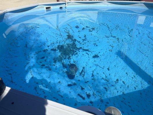 Tucson Pool service let me down. Here's the proof of their negligence.