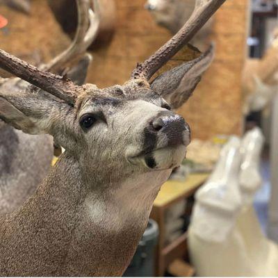 Mule Deer Mounts