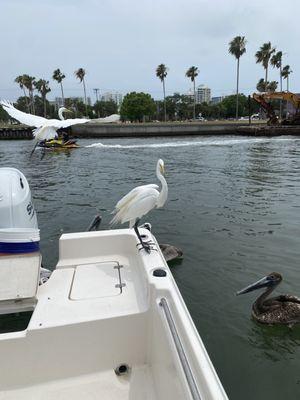 Sarasota Family Fishing Charters