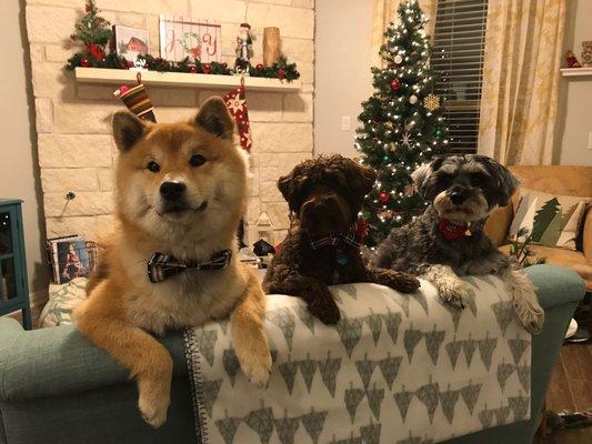 Our favorite Shiba client Kitsune with his Schnauzer cousins during a holiday in home pet sit.