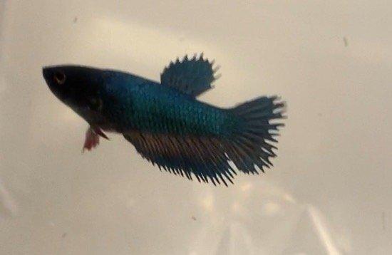 Tiny female Crowntail betta