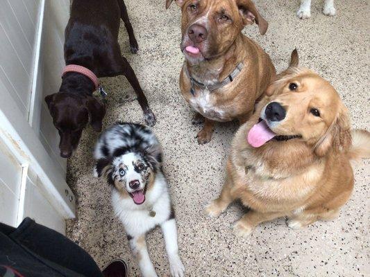 Just a bunch of happy pups!