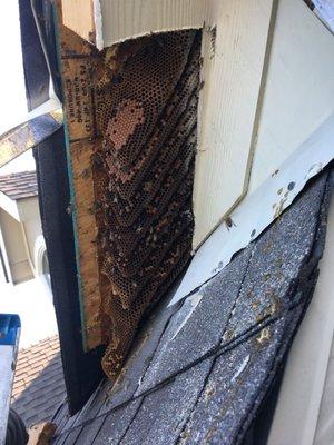 Exposed Hive underneath the Soffit:)