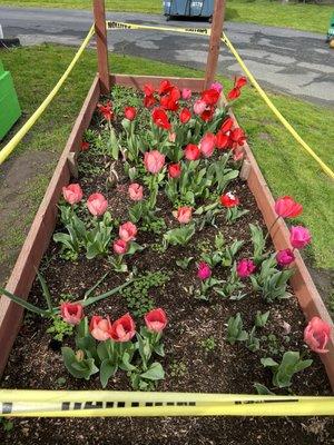 Tulips planted by 4th graders