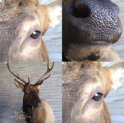 Elk Mount