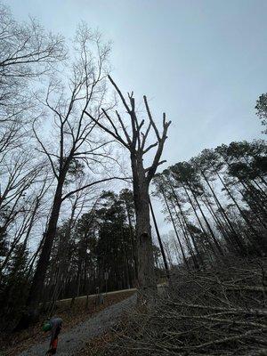 Tapping a oak tree