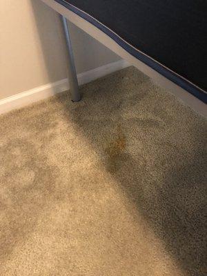 Pee on the floor and room reeked upon move in